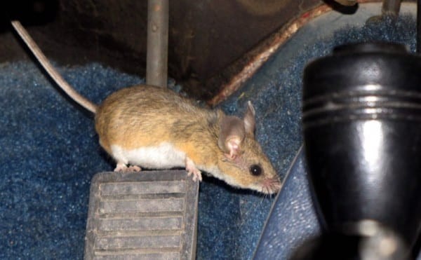 Chuột là loại gặm nhấm thường hay phá hoại đồ dùng và là mầm bệnh.