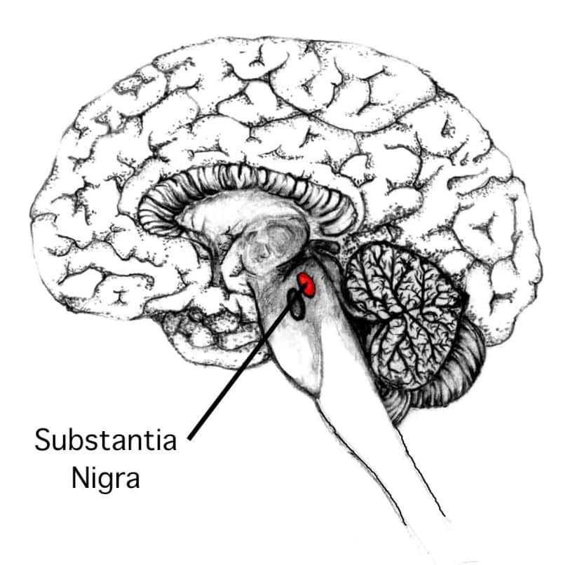 Vị trí của Subantia nigra (hay còn gọi là chất đen) trong não người