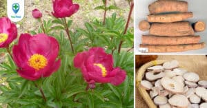 Xích thược: Vị thuốc cổ truyền giá trị cho sức khỏe