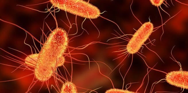 E.coli là một trong những tác nhân gây nên tình trạng viêm nhiễm ở tuyến tiền liệt