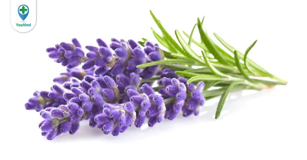 Oải hương (lavender): công dụng, cách dùng và lưu ý