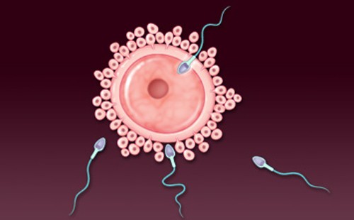 Sự thụ tinh chỉ xảy ra và thành công khi tinh trùng thâm nhập vào trứng