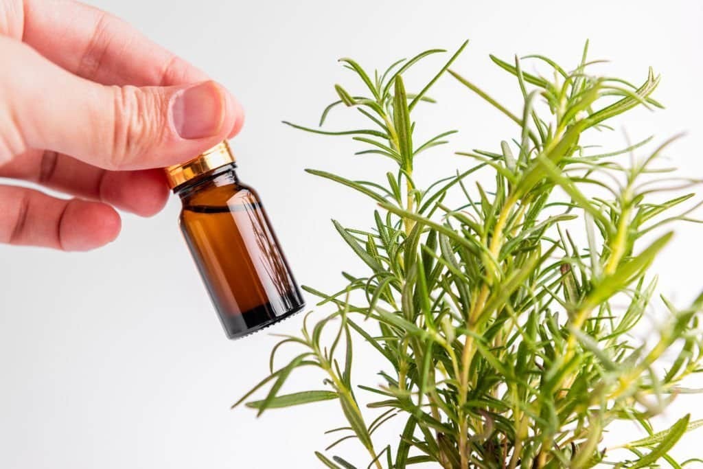 Nhiều nghiên cứu đã chứng minh công dụng nuôi dưỡng tóc của tinh dầu hương thảo