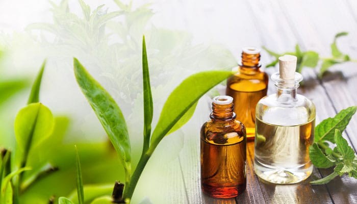 Tinh dầu cây trà có thể làm sạch và chống viêm da đầu