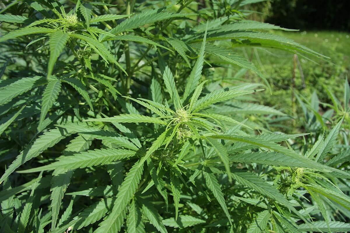 Thực vật Cannabis sativa L.
