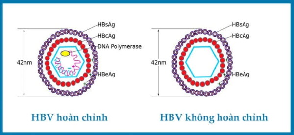 Hình ảnh cấu tạo HBV hoàn chỉnh và không hoàn chỉnh