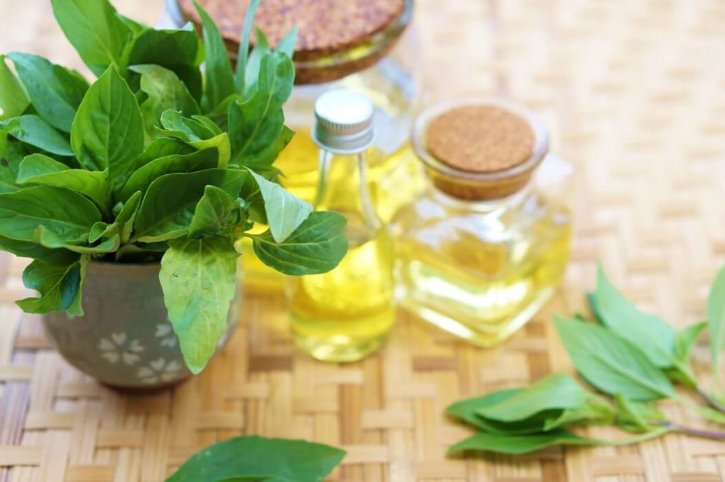 Tinh dầu húng quế mang mùi hương đặc trưng của thảo dược.