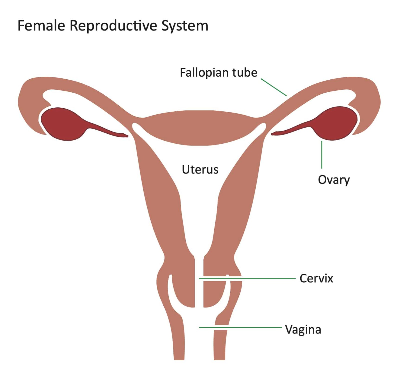Hormone estrogen ở nữ giới được sản xuất ở buồng trứng (Ovary) - cơ quan thuộc hệ sinh dục nữ (Female Reproductive System)