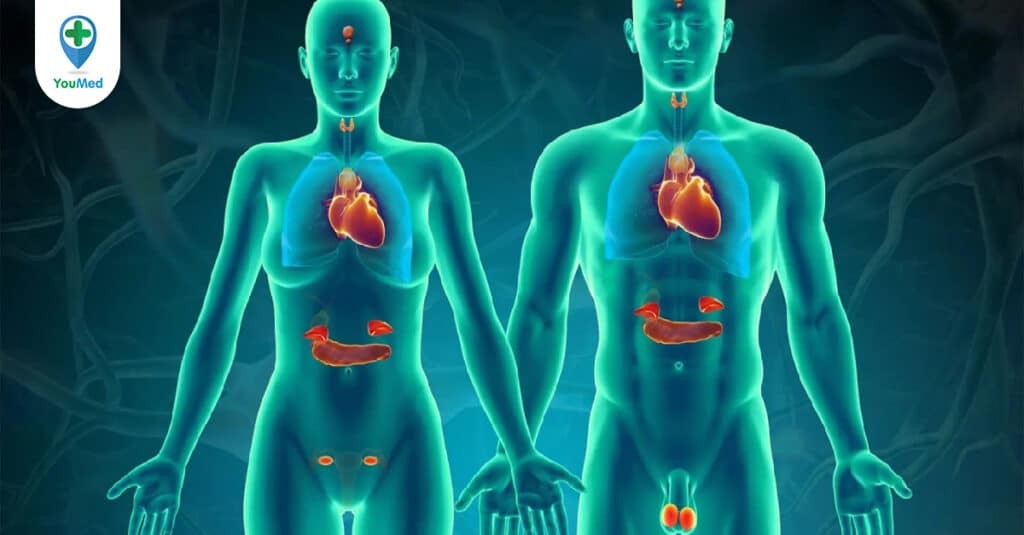 Tìm hiểu về hệ nội tiết của cơ thể: Chức năng và các bệnh lý liên quan