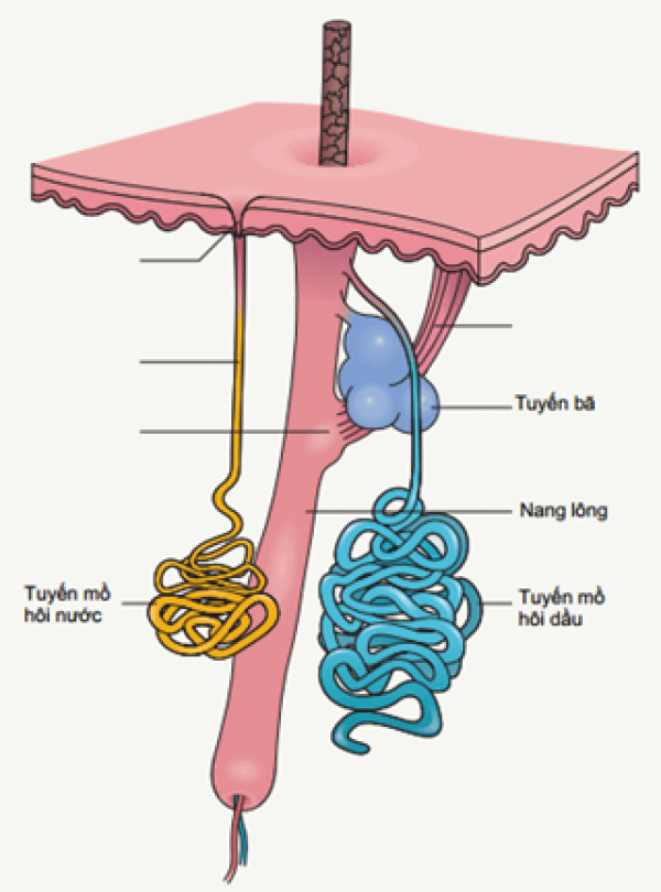 Cấu tạo của tuyến mồ hôi nước (ống tuyến đổ trực tiếp lên bề mặt da), khác với tuyến mồ hôi dầu (ống đổ vào nang lông)