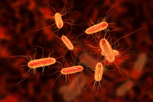 Escherichia coli (E.coli) là một trong những nguyên nhân gây ra viêm bàng quang