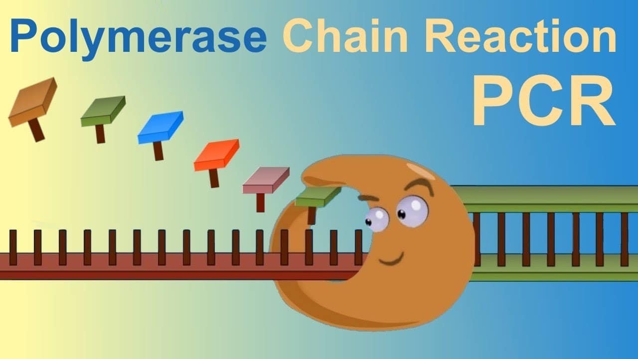Xét nghệm Polymerase Chain Reaction dựa trên phản ứng chuỗi polymerase