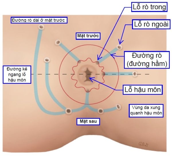 Định luật Goodsall: Tổng quan và ứng dụng trong y học