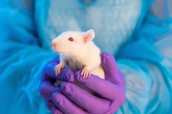 Vai trò một số thành phần trong thuốc được nghiên cứu thành công trên động vật thí nghiệm