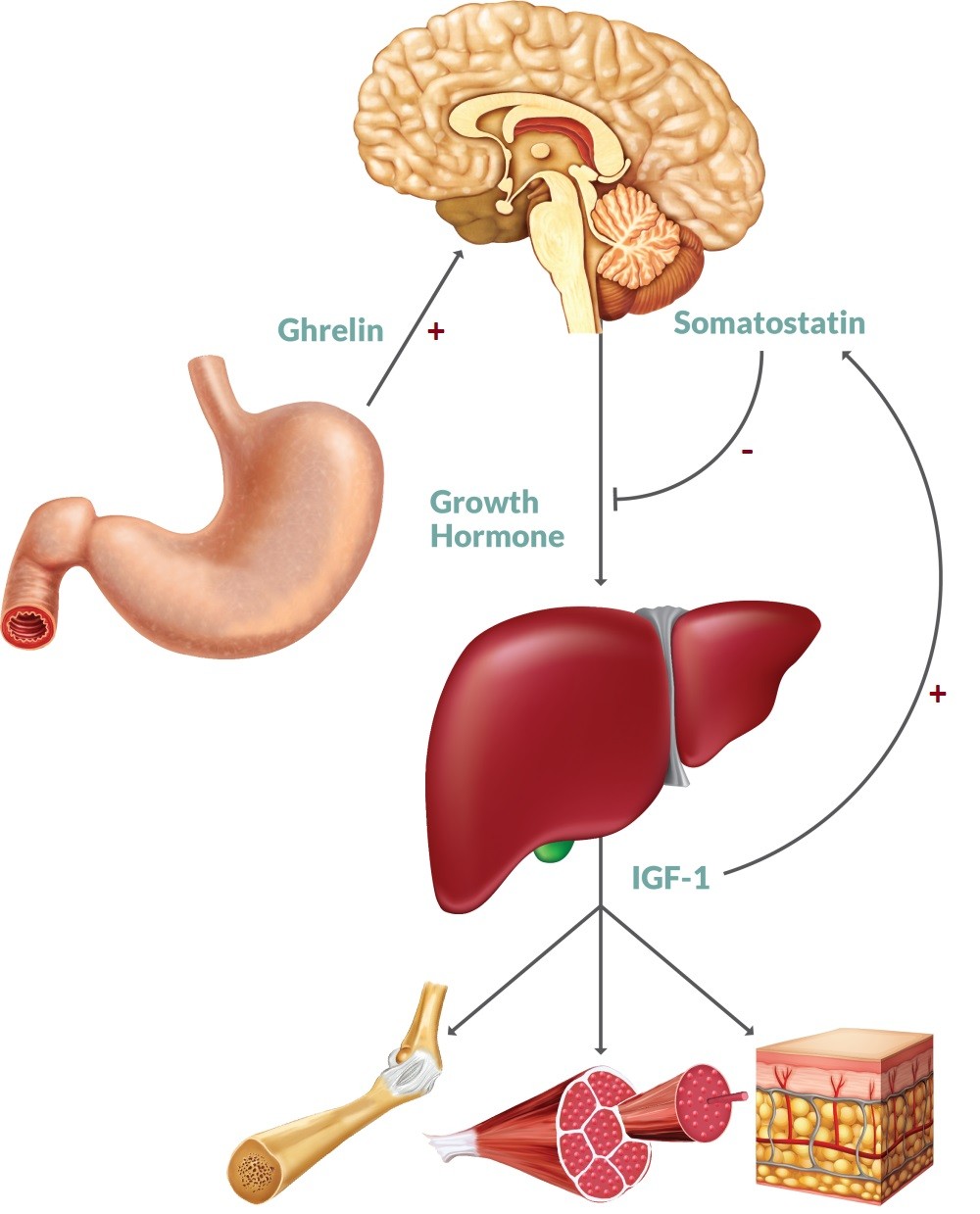 Vai trò của hormone GH (Growth Hormone) đối với cơ thể