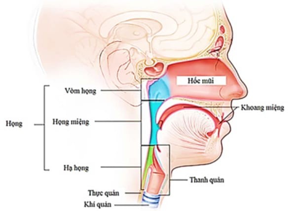 Hình: Vị trí của vòm họng (còn gọi là vòm hầu hay mũi hầu)