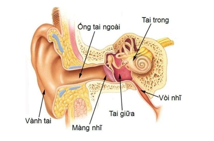Hình cấu trúc của tai