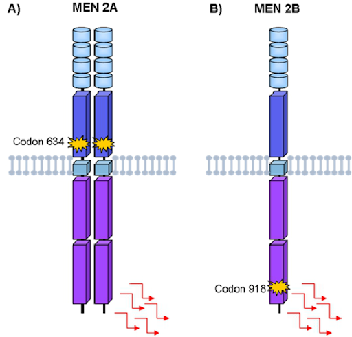 Đột biến gen RET trong MEN - 2