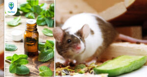 Những loại tinh dầu đuổi chuột phổ biến