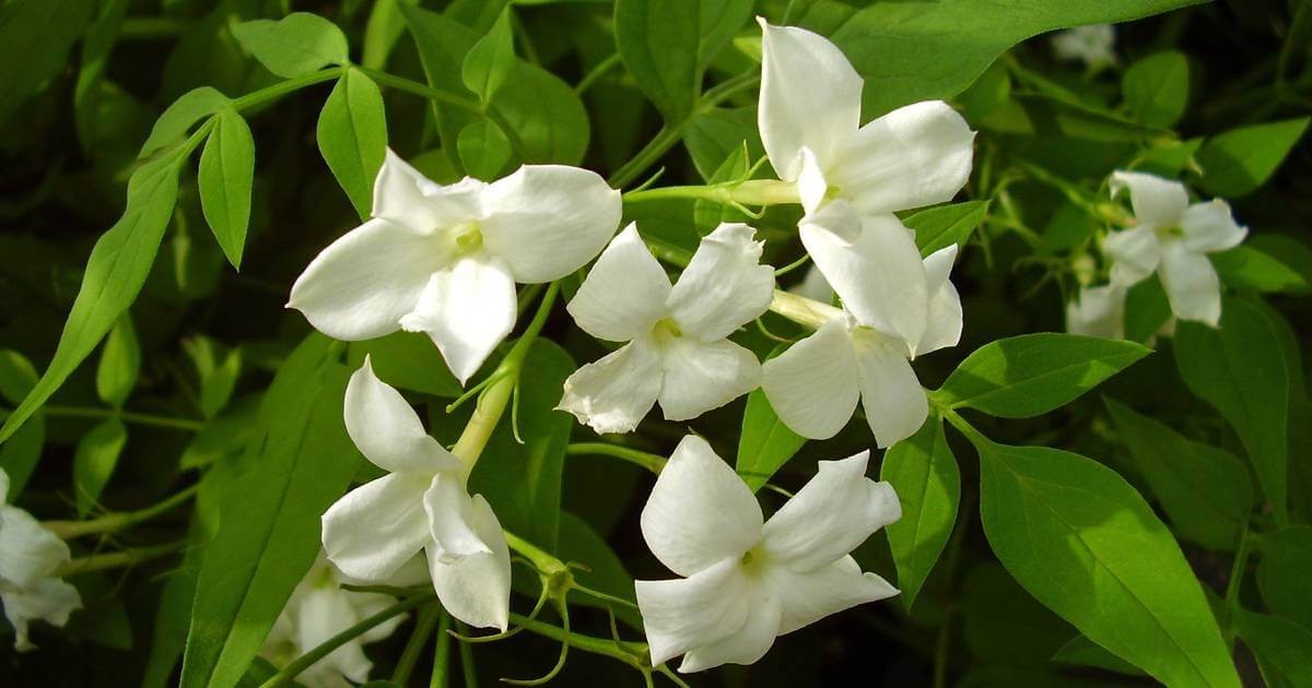 Hoa nhài (Jasmine) là loài hoa quen thuộc.