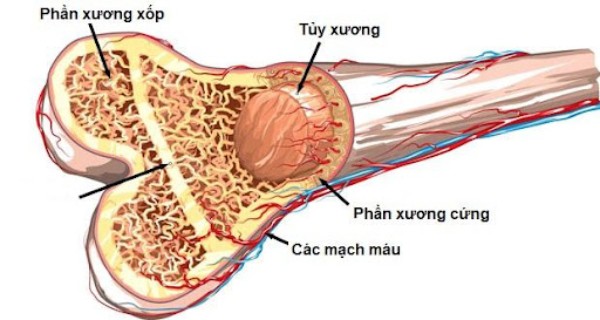 Hình cấu tạo của xương