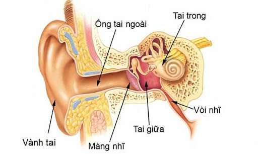 Cấu tạo tai con người