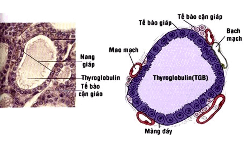 Mối liên hệ giữa ung thư tuyến giáp và u xơ tử cung