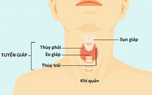 Vị trí và cấu tạo của tuyến giáp