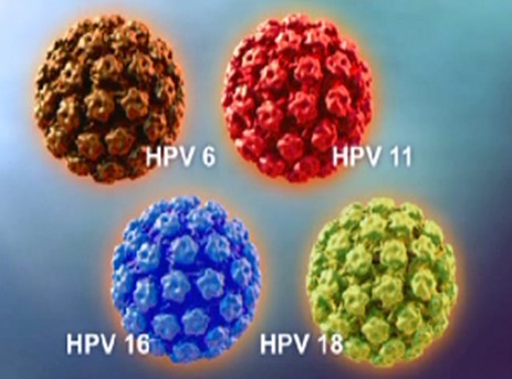 Bốn type virus HPV có trong vaccine tứ giá