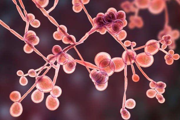 Nấm Candida là loại nấm sống hoại sinh với các loại vi khuẩn khác trong cơ thể chúng ta