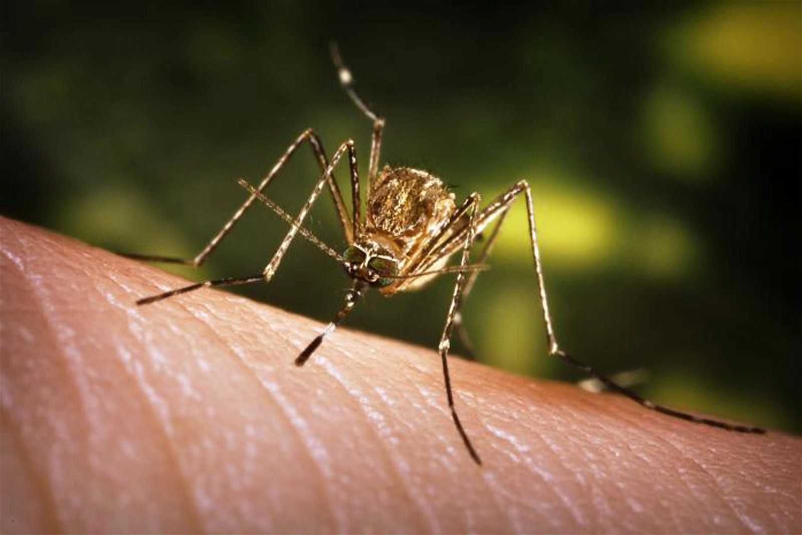 Viêm não Nhật Bản là bệnh lây nhiễm từ động vật sang người do muỗi mang mầm bệnh 