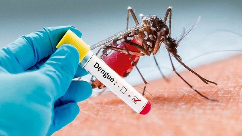 Sốt xuất huyết do muỗi vằn mang virus Dengue truyền sang người qua vết đốt