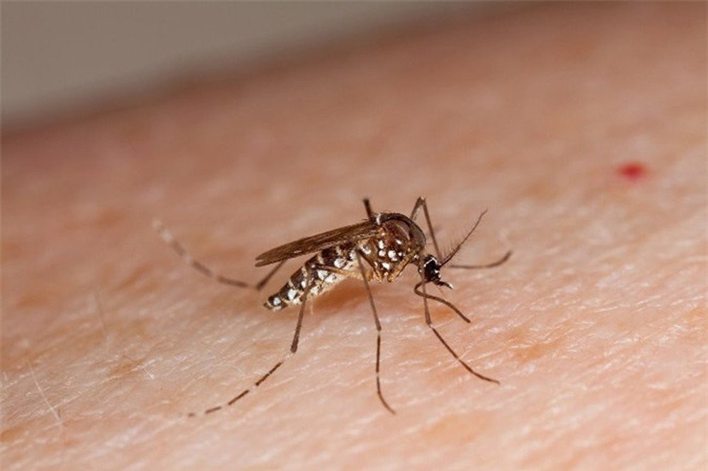 Virus sốt xuất huyết thường truyền qua vết muỗi đốt