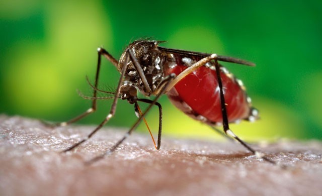 Sốt xuất huyết là bệnh lây truyền thông qua loài muỗi chuyên hút máu người